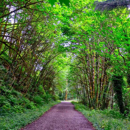 Forest Park; Portland, OR