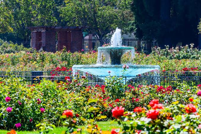 San Jose Municipal Rose Garden; San Jose, CA